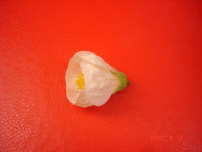 DSC09184 - Abutilon 2011