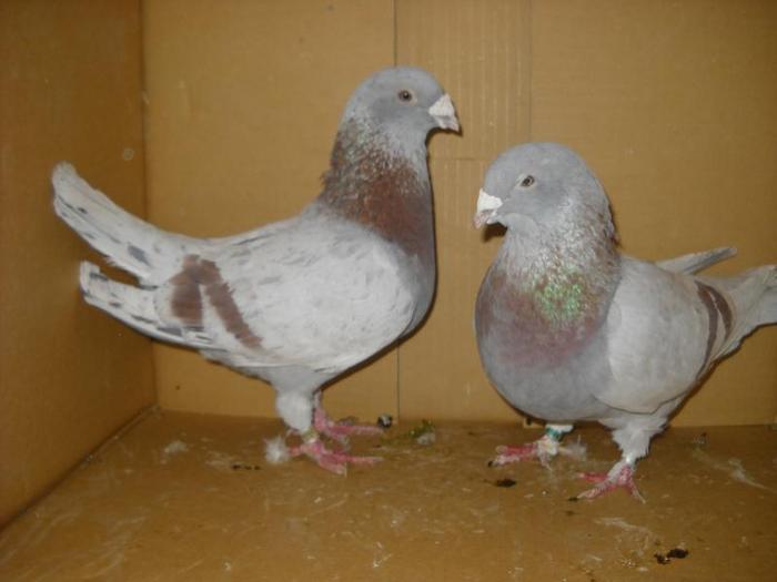 217