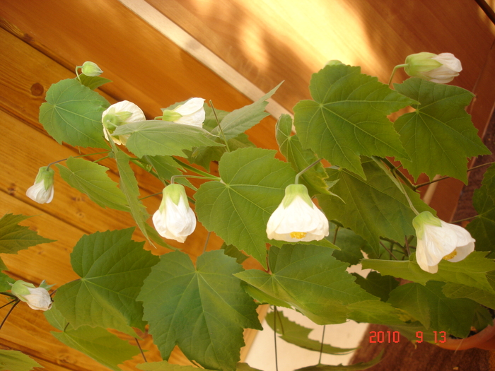 DSC09190 - Abutilon 2011