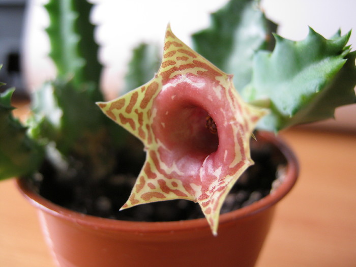 Huernia zebrina v. insigniflora
