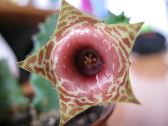 Huernia zebrina v. insigniflora