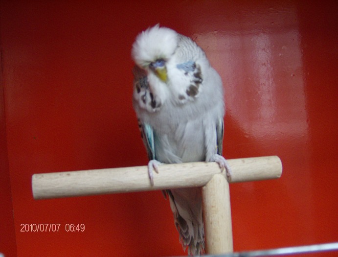 Picture 348 - Budgerigar-perusi standard SEPTEMBRIE 2010