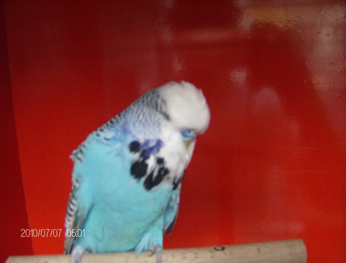 Masc '09 - Budgerigar-perusi standard SEPTEMBRIE 2010