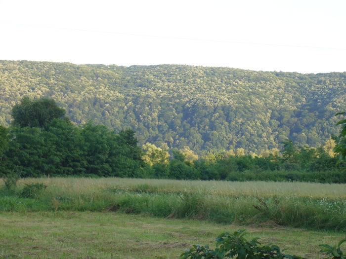 padurea de tei - pastoral 2010