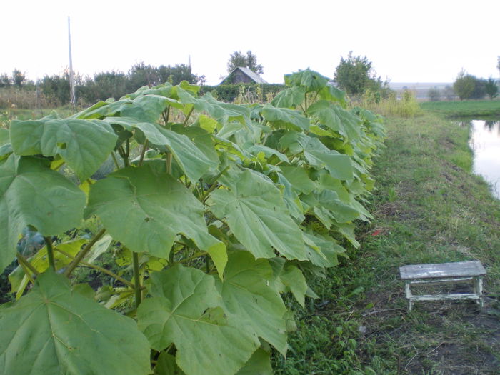 Evolutia in camp - Paulownia