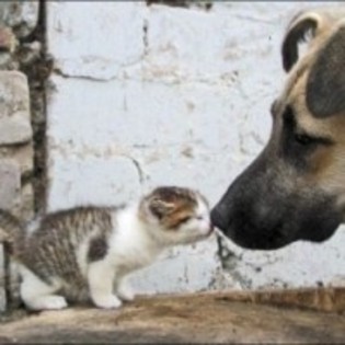 animalute dragute 35 - MUUUUUUUUUUUUUUULTE POZE