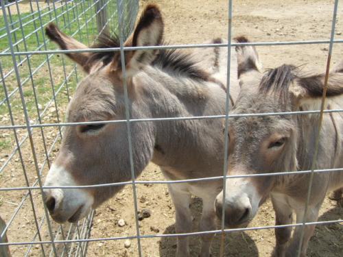 animalute dragute 37 - MUUUUUUUUUUUUUUULTE POZE