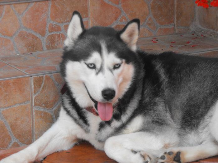 Belluska