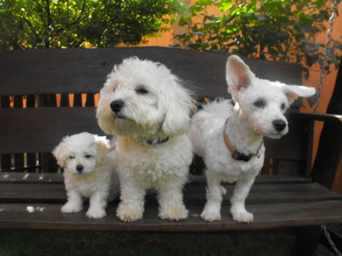 Ricky ,Jimmy si Puffy