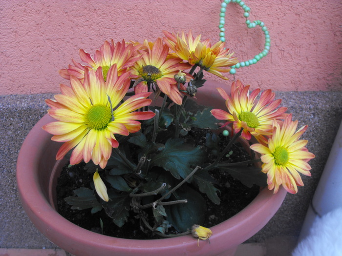 Crizanteme 2010