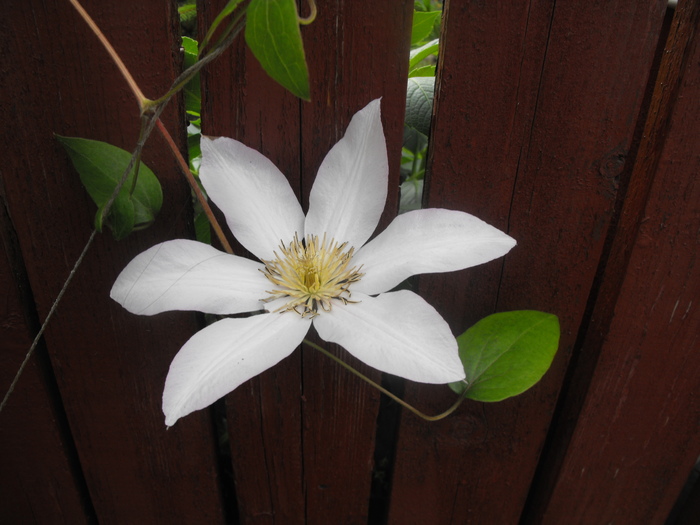 Clematis 2010