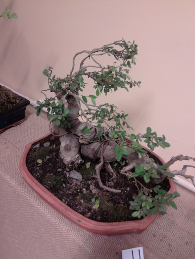 Fotografie0328 - Expozitie -Bonsai si pietre vii- Bucuresti 14 septembrie 2010