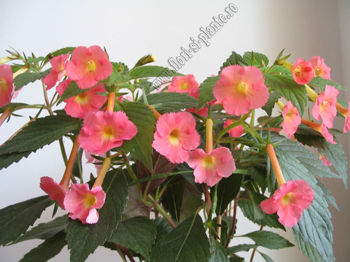 Achimenes Peach Glow 6 - ACHIMENES I