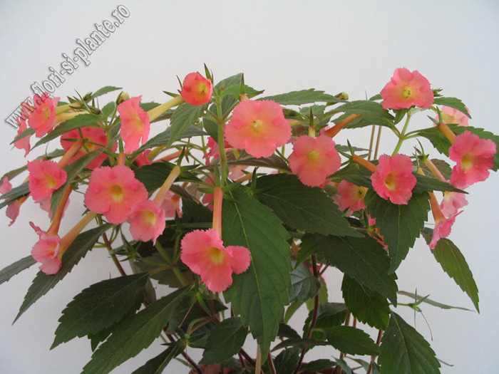 Achimenes Peach Glow 7