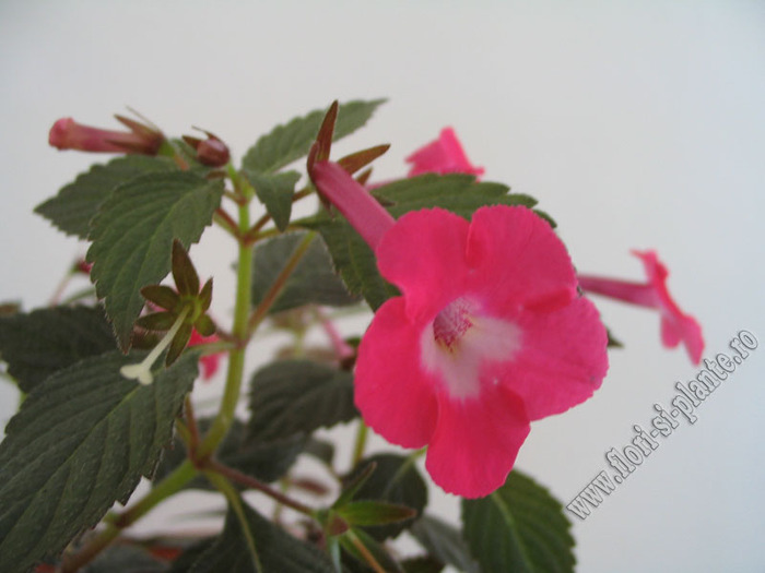 Achimenes Rosy frost 4