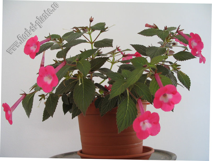 Achimenes Rosy frost 5