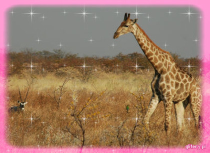 4-Girafaa-541 - Z-z-ZAnimalutseZ-z-Z