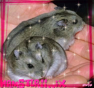 4-HamsteriiXHamsterii-2746 - Z-z-ZAnimalutseZ-z-Z