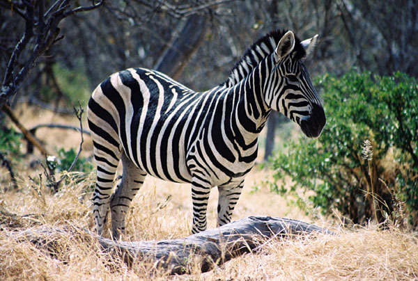 zebre