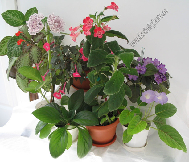 Gesneriaceae 9