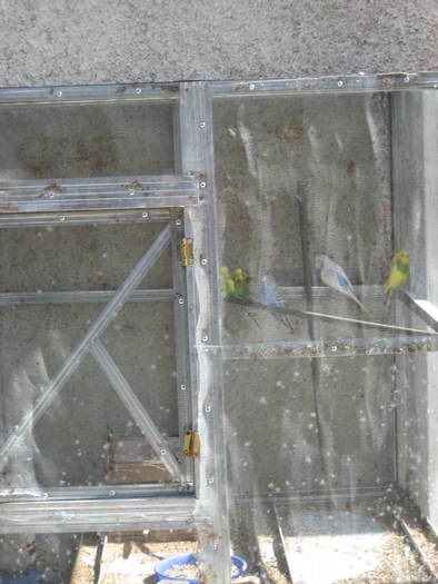 347 Papagalii Violetei