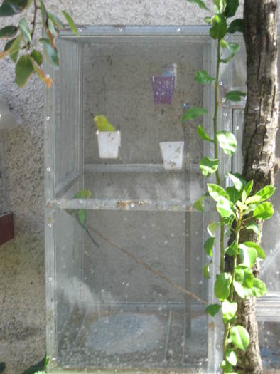 348 Papagalii Violetei