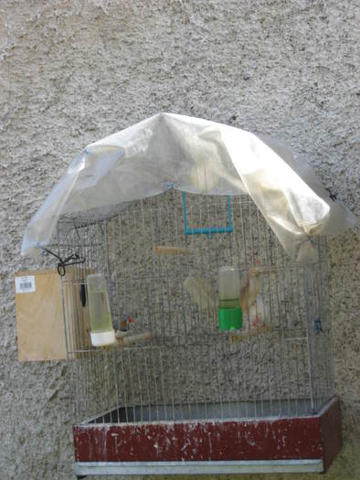 349 Papagalii Violetei