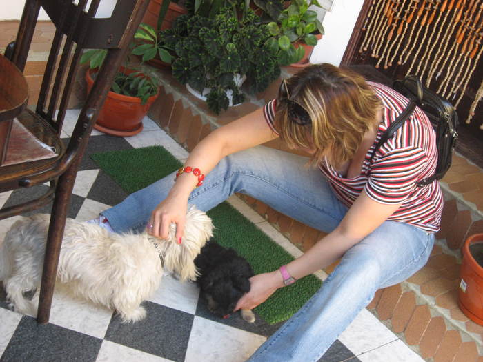 352 Carmen si cateii