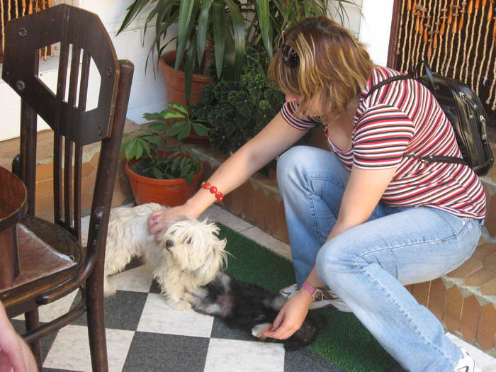 353 Carmen si cateii