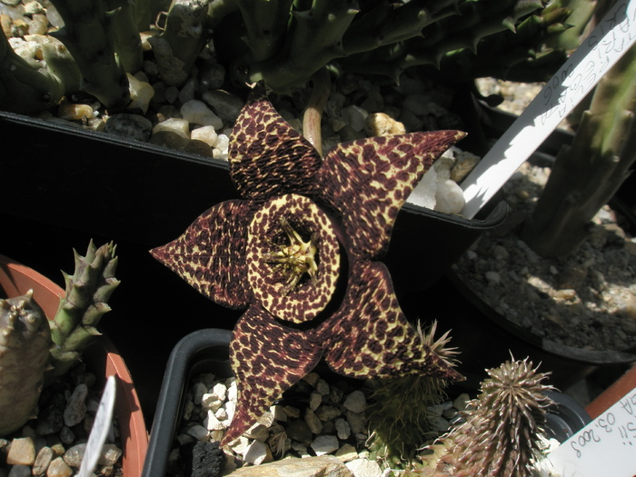 Stapelia variegata (Cris) - 14.09