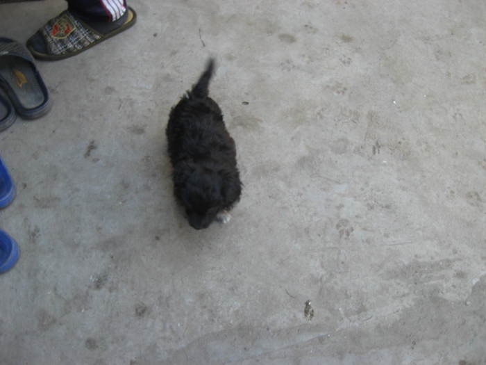 360 Catelul Violetei