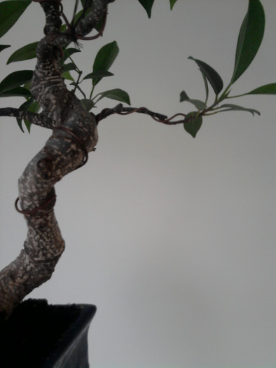 Ficus retusa; Legare crenguta 14 septembrie 2010
