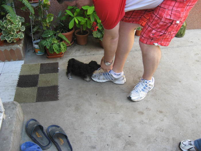 367 Cosmin si cateii