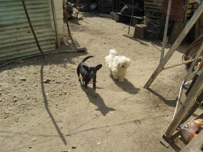 369 In curtea Violetei