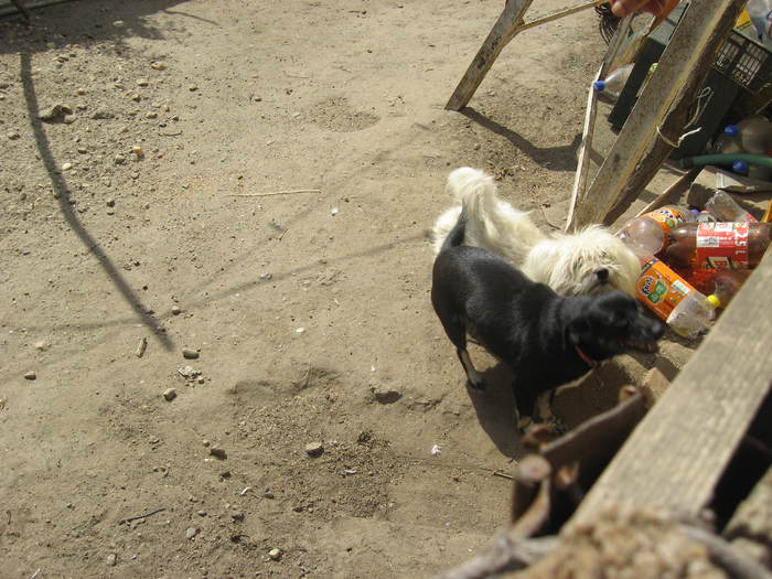 370 In curtea Violetei