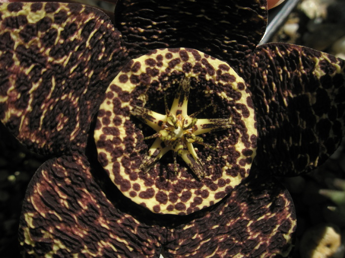 macro 1 - Stapelia variegata