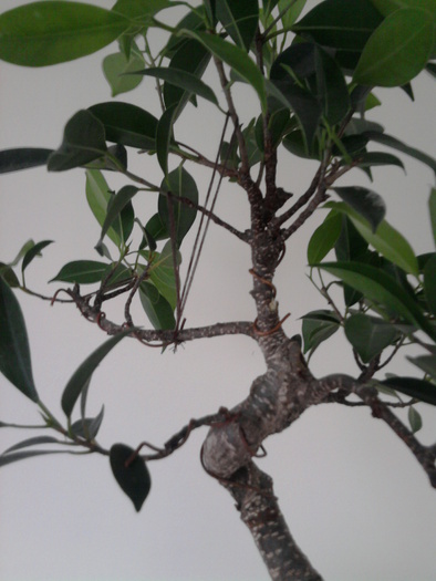 Ficus retusa - Ficus retusa 1