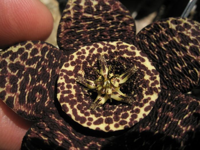 macro 3 - Stapelia variegata