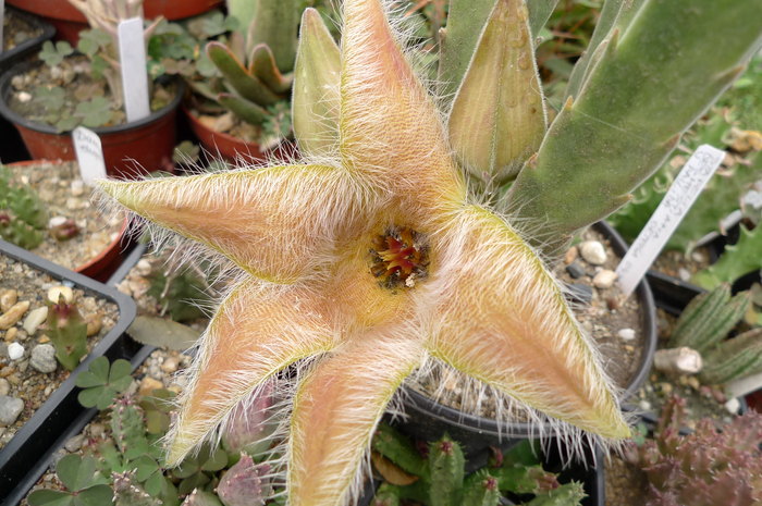 v. palida - Stapelia desmetiana