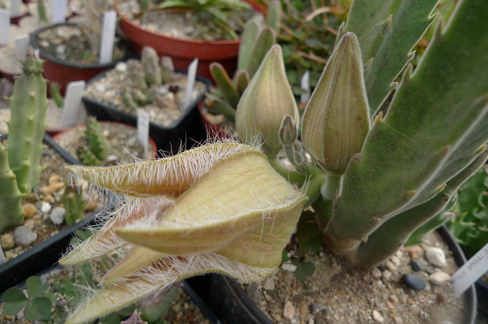 v. palida - Stapelia desmetiana