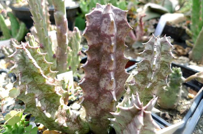 v. magniflora - Huernia zebrina subs magniflora