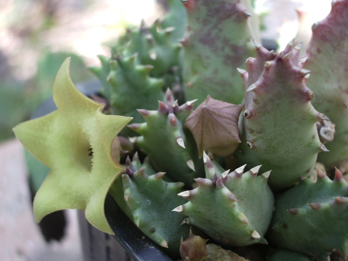  - Huernia primulina