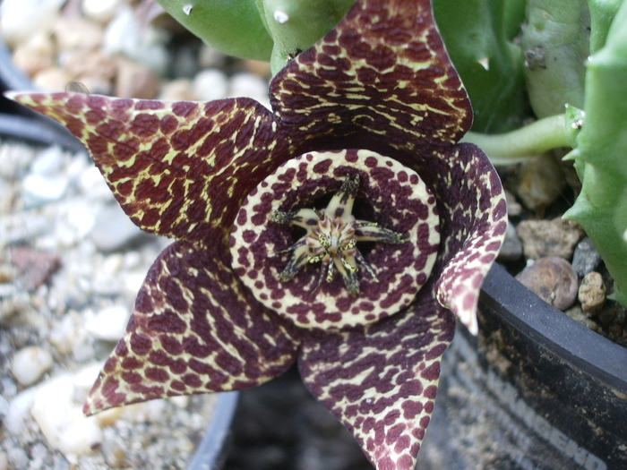  - Stapelia variegata