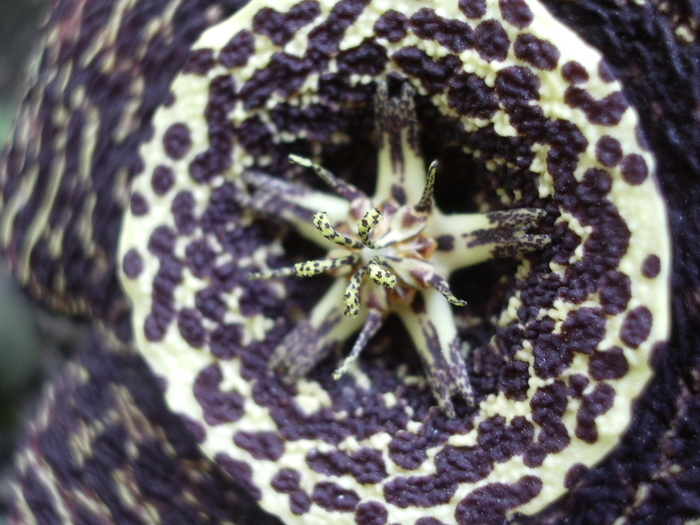  - Stapelia variegata