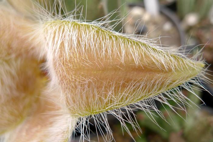  - Stapelia desmetiana