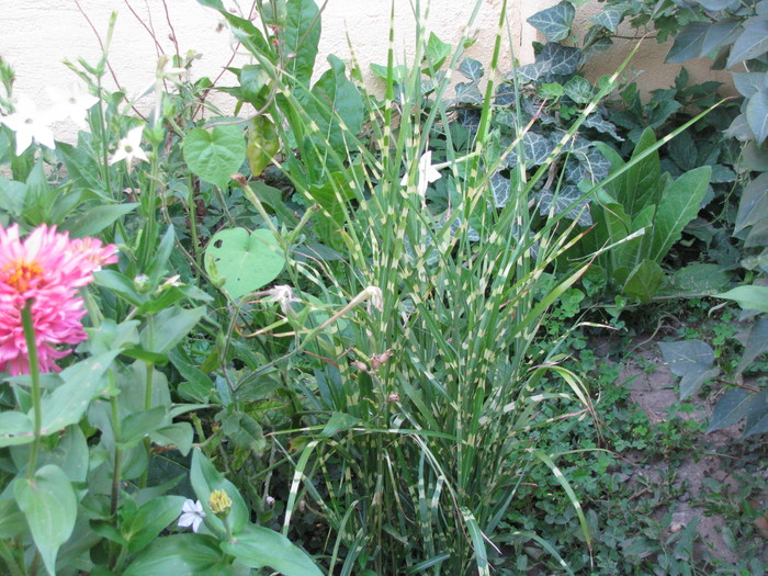 Picture 622; Miscanthus sinensis variegatus

