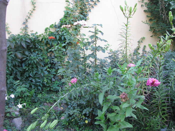 Picture 639; In spate, cu frorile trecute, este Kordes Herkules
