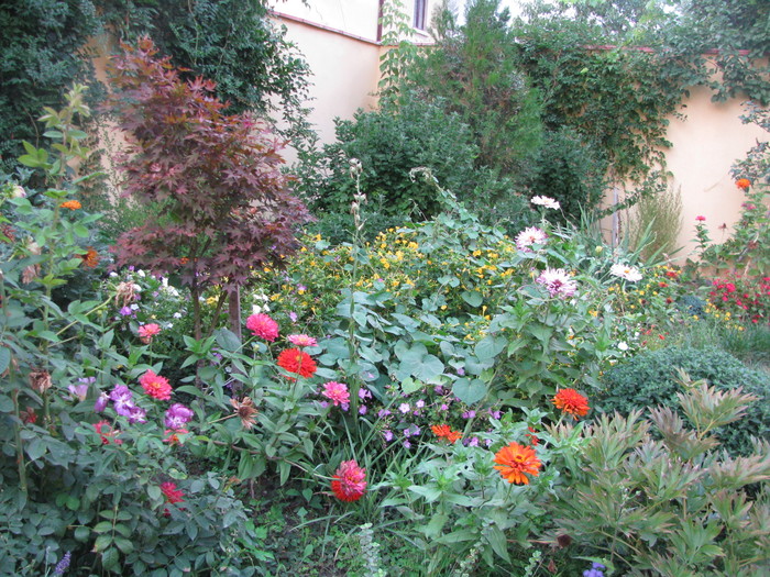 Picture 640; In stanga, cu florile mov trecute este Cowlishaw Rhapsody in Blue, care a tot lastarit din portaltoi
