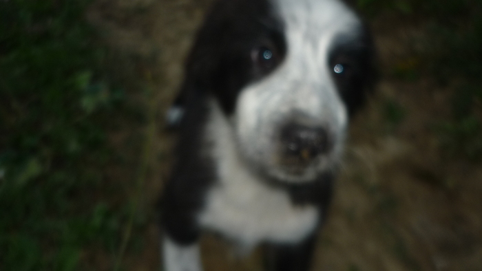 Tarabuta in 6 sept 2010 la Salcia