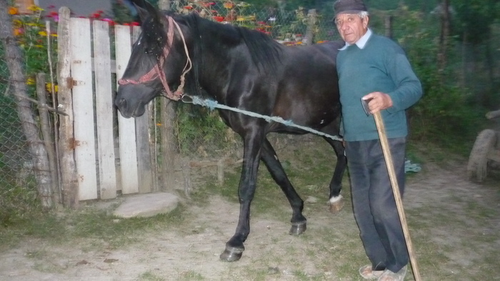 Calul Costel in 6 sept 2010 la Salcia